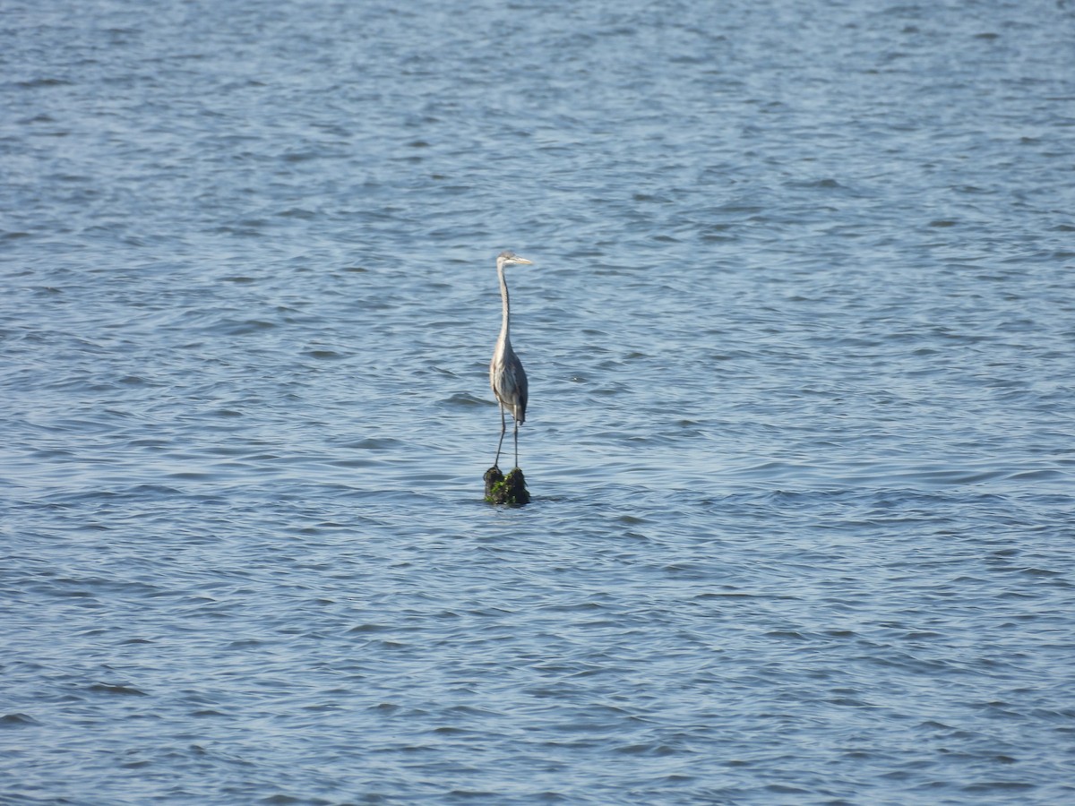 Great Blue Heron - ML469231641