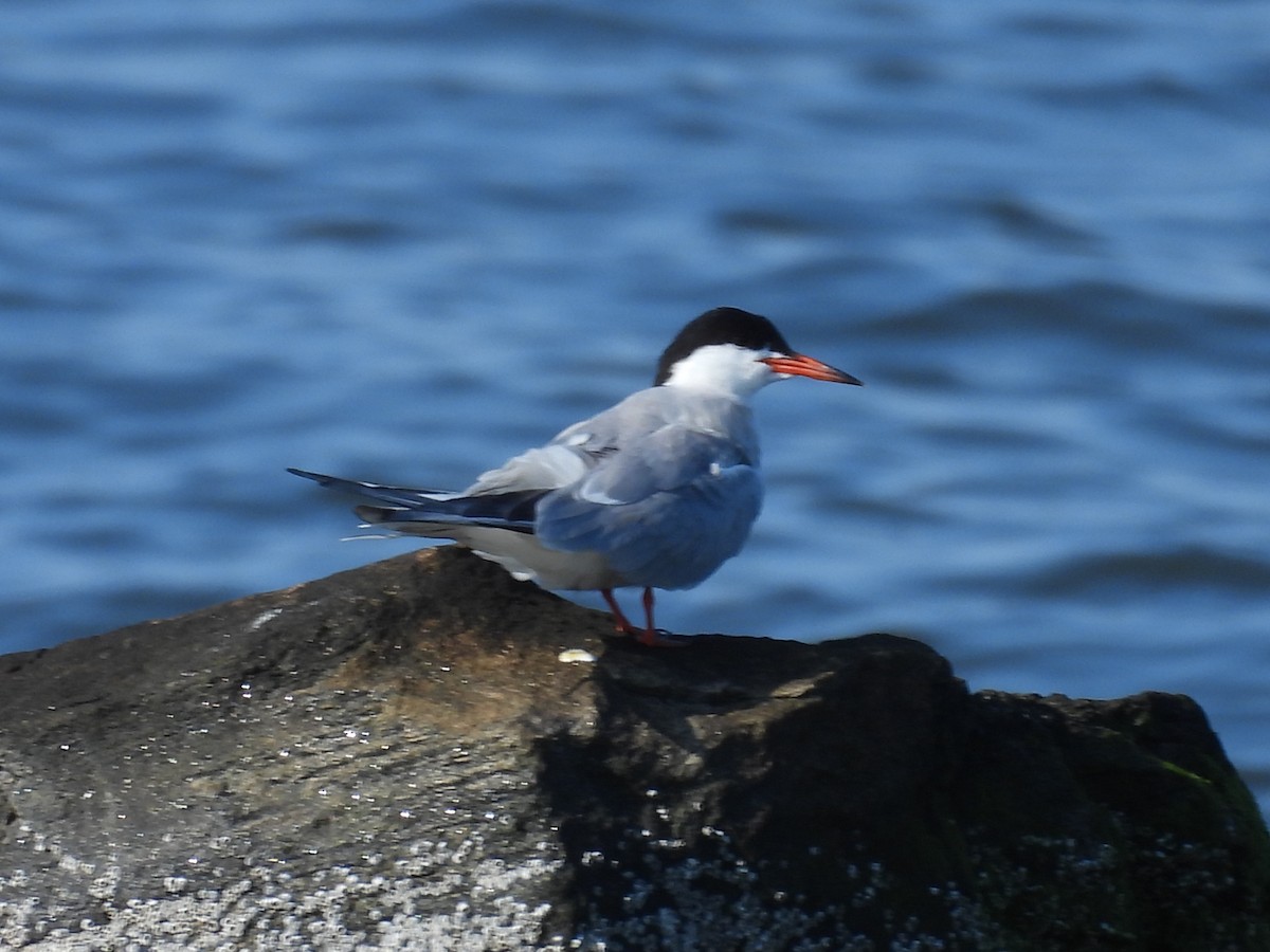 Common Tern - ML469231811