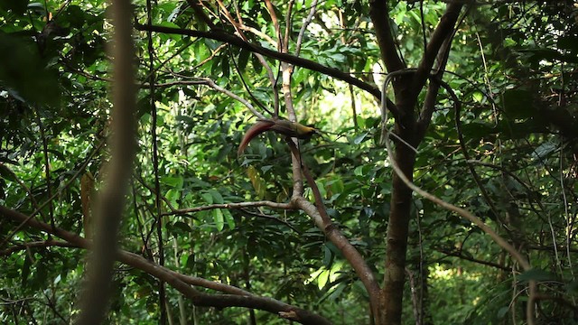 Goldie's Bird-of-Paradise - ML469232