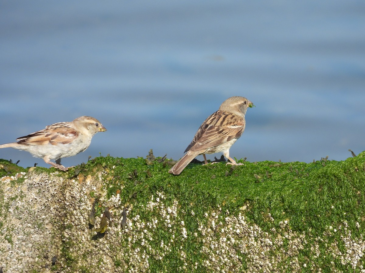 House Sparrow - ML469232011