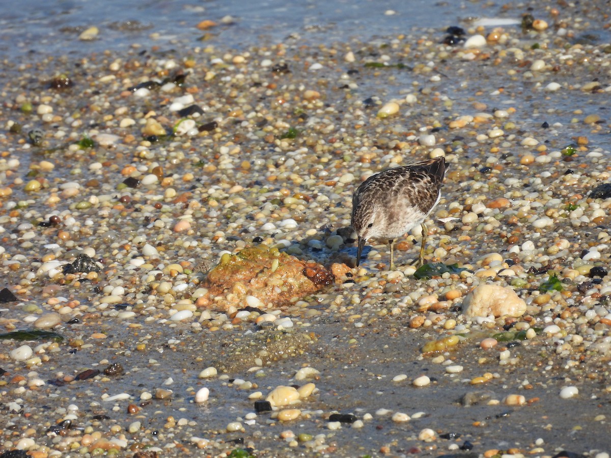 pygmésnipe - ML469232091