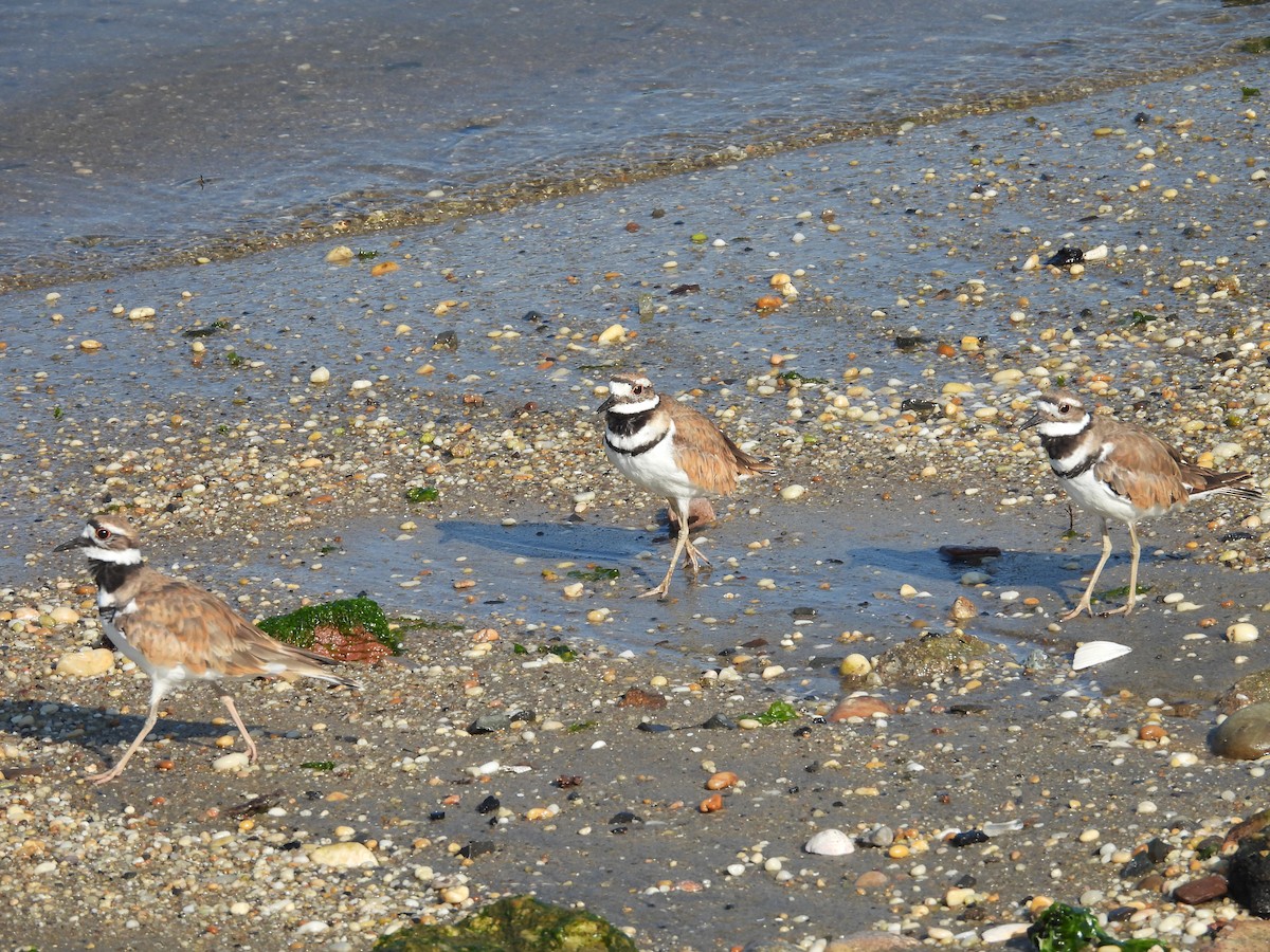 Killdeer - ML469232131