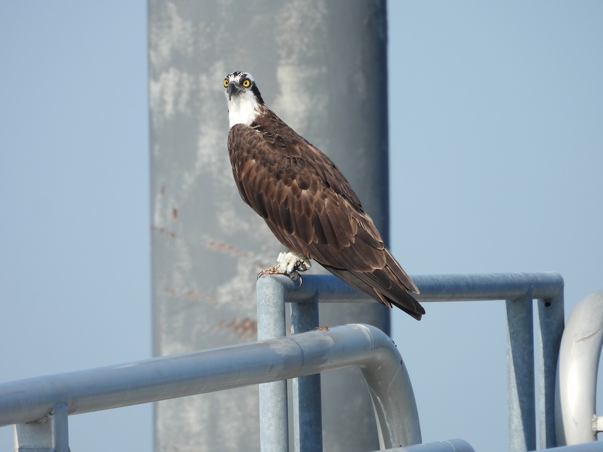 Osprey - John  Paalvast