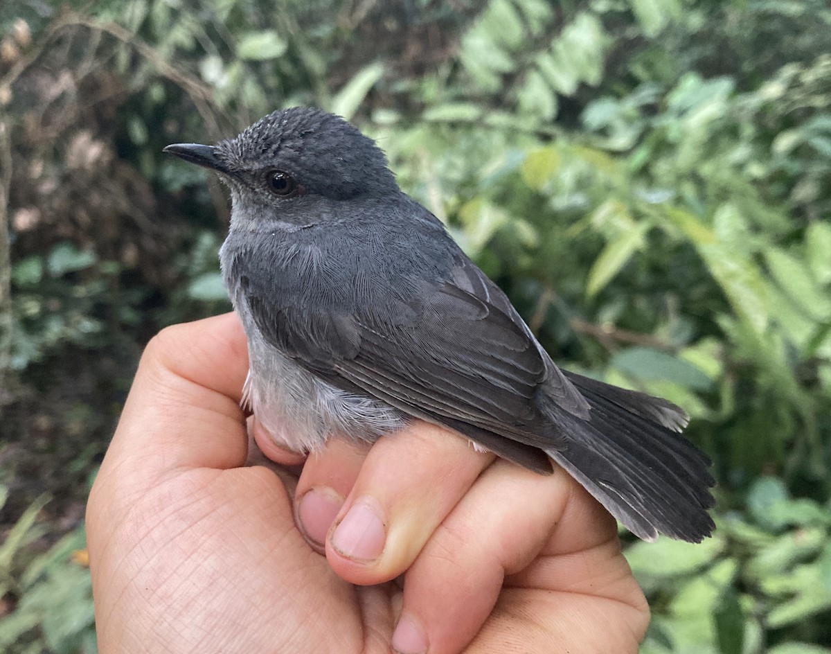 Gray-throated Tit-Flycatcher - ML469232971