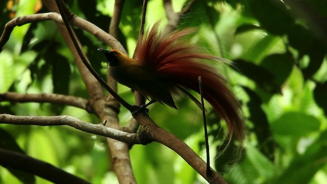 Goldie's Bird-of-Paradise - ML469234