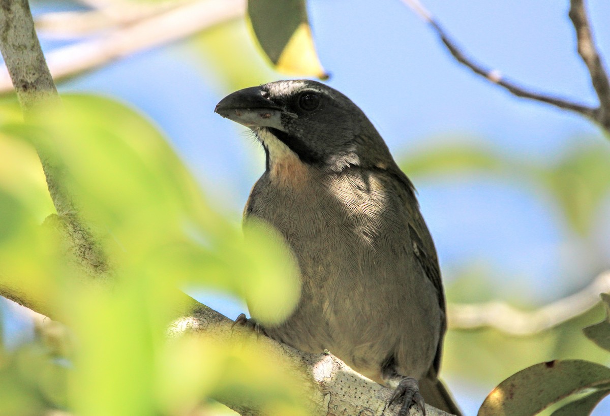 Green-winged Saltator - ML469234371