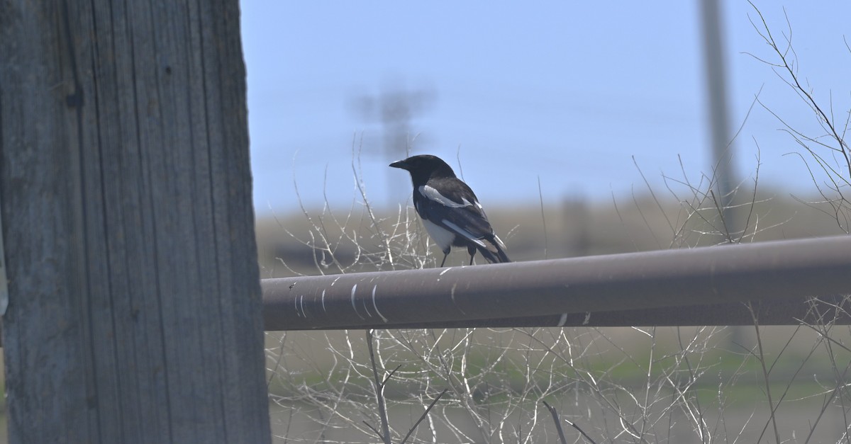 Black-billed Magpie - ML469234711