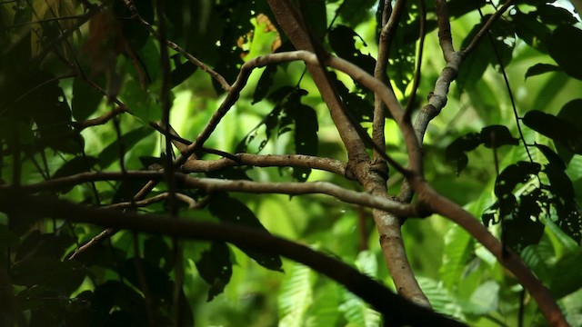 Goldie's Bird-of-Paradise - ML469235