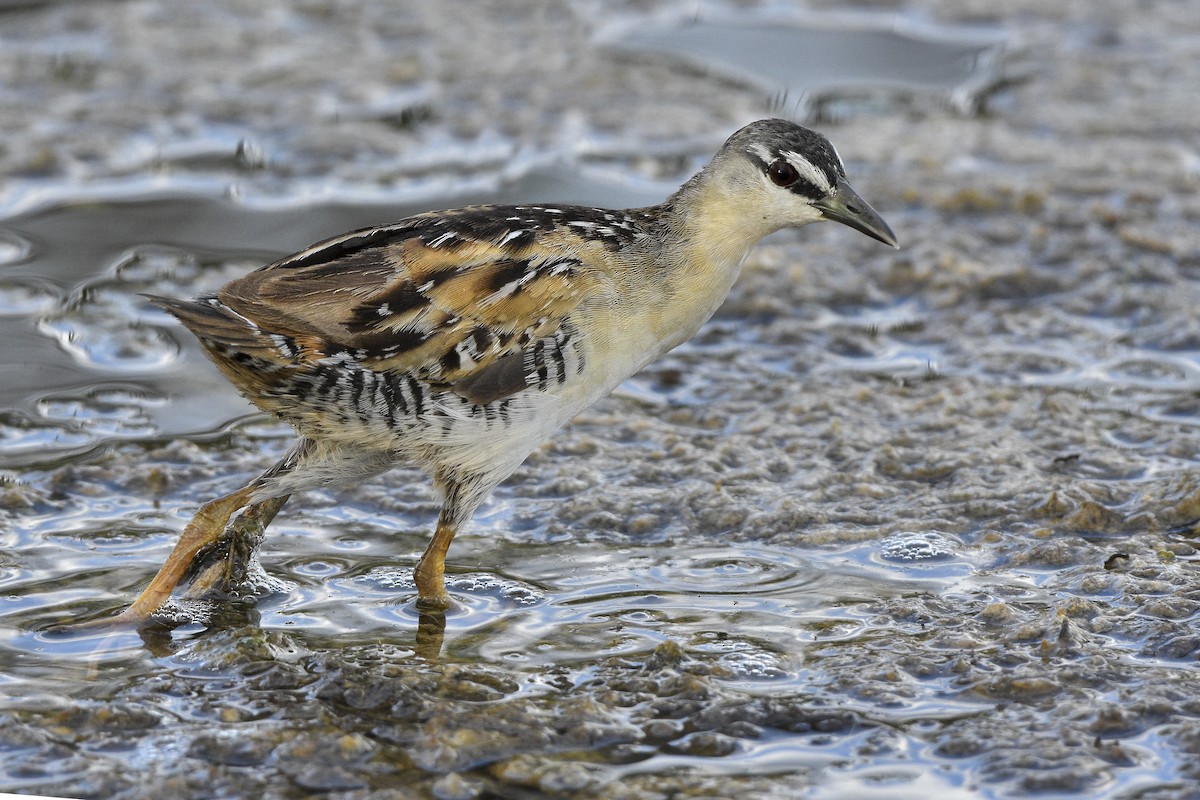 Yellow-breasted Crake - Carlos Echeverría