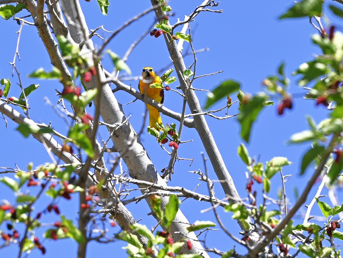 Brown-headed Cowbird - ML469235261