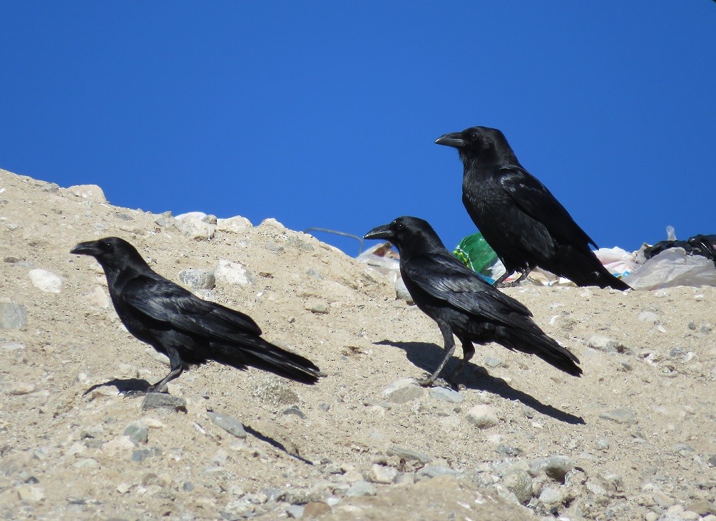 Chihuahuan Raven - Anne (Webster) Leight