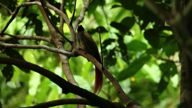 Goldie's Bird-of-Paradise - ML469236