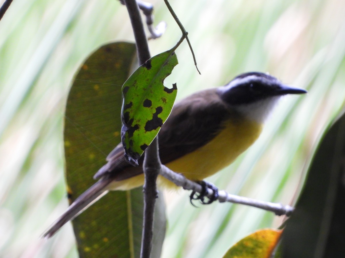 Lesser Kiskadee - ML469236701