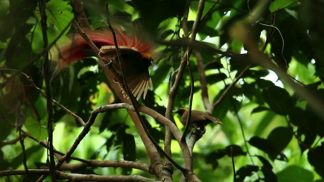 Goldie's Bird-of-Paradise - ML469237