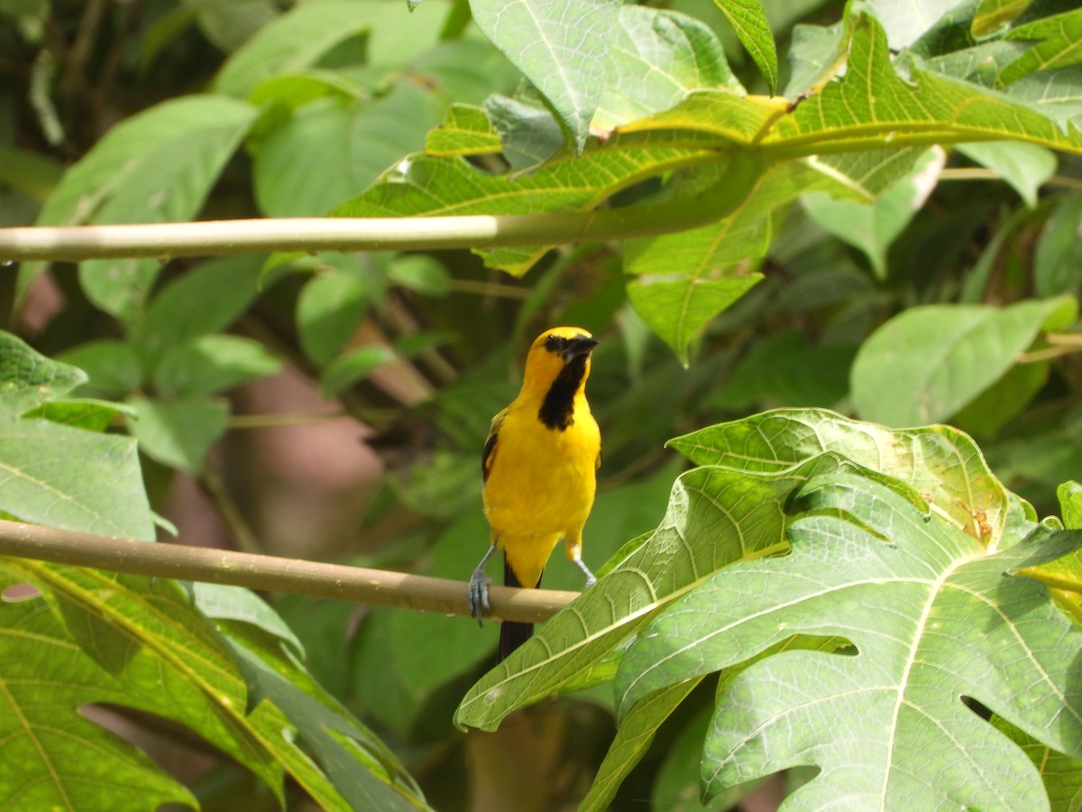 Yellow Oriole - ML469237311