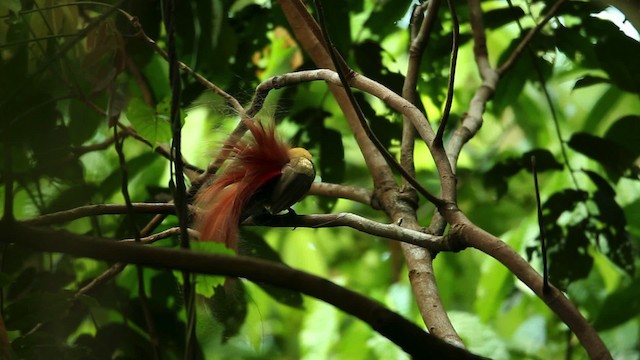 Goldie's Bird-of-Paradise - ML469238