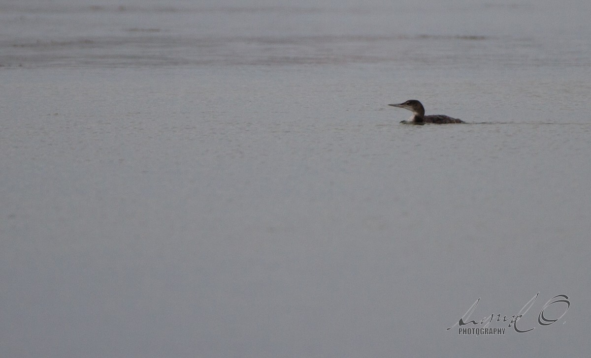 Plongeon huard - ML46923821