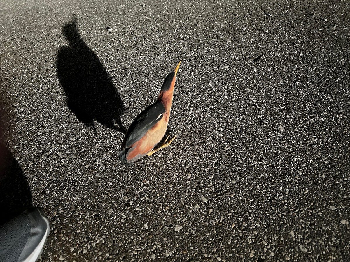 Least Bittern - ML469238241