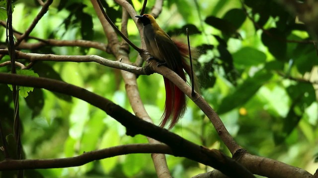 Goldie's Bird-of-Paradise - ML469239