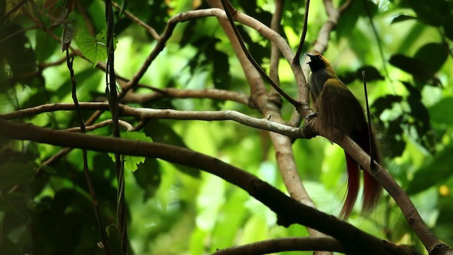 Goldie's Bird-of-Paradise - ML469240