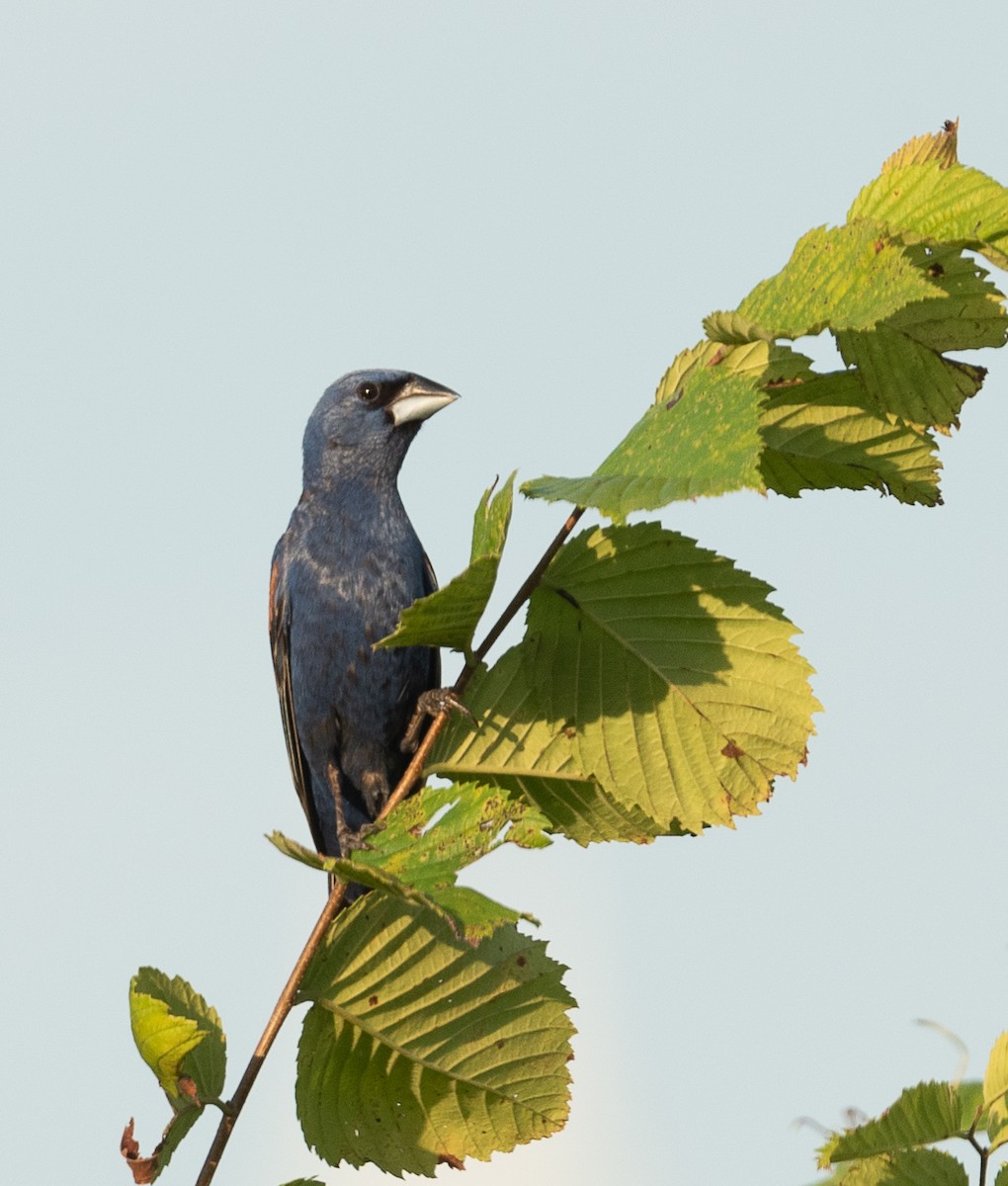 Blue Grosbeak - ML469240121