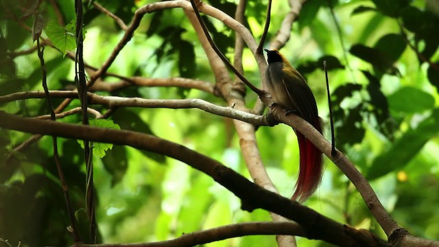 Goldie's Bird-of-Paradise - ML469241