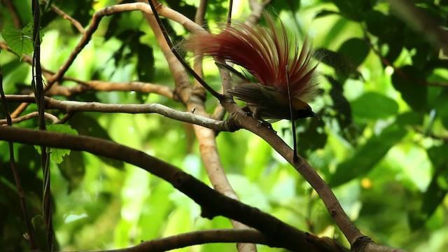 Goldie's Bird-of-Paradise - ML469242