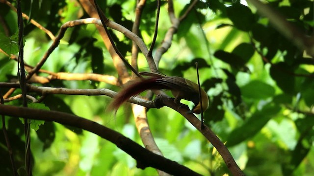 Goldie's Bird-of-Paradise - ML469243