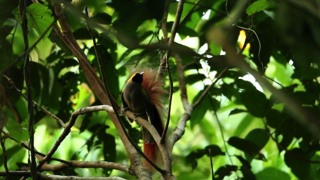 Goldie's Bird-of-Paradise - ML469244