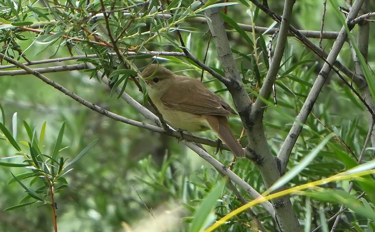 Large-billed Reed Warbler - ML469244191