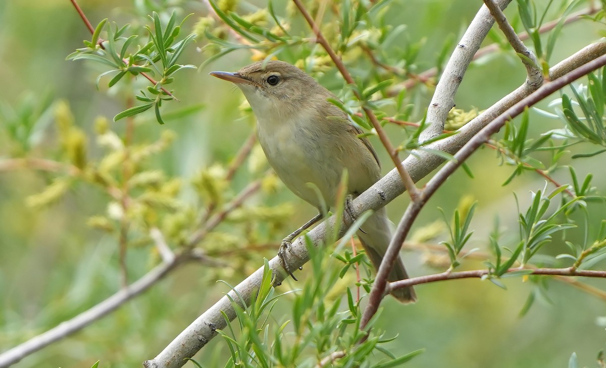 Large-billed Reed Warbler - Daniel López-Velasco | Ornis Birding Expeditions