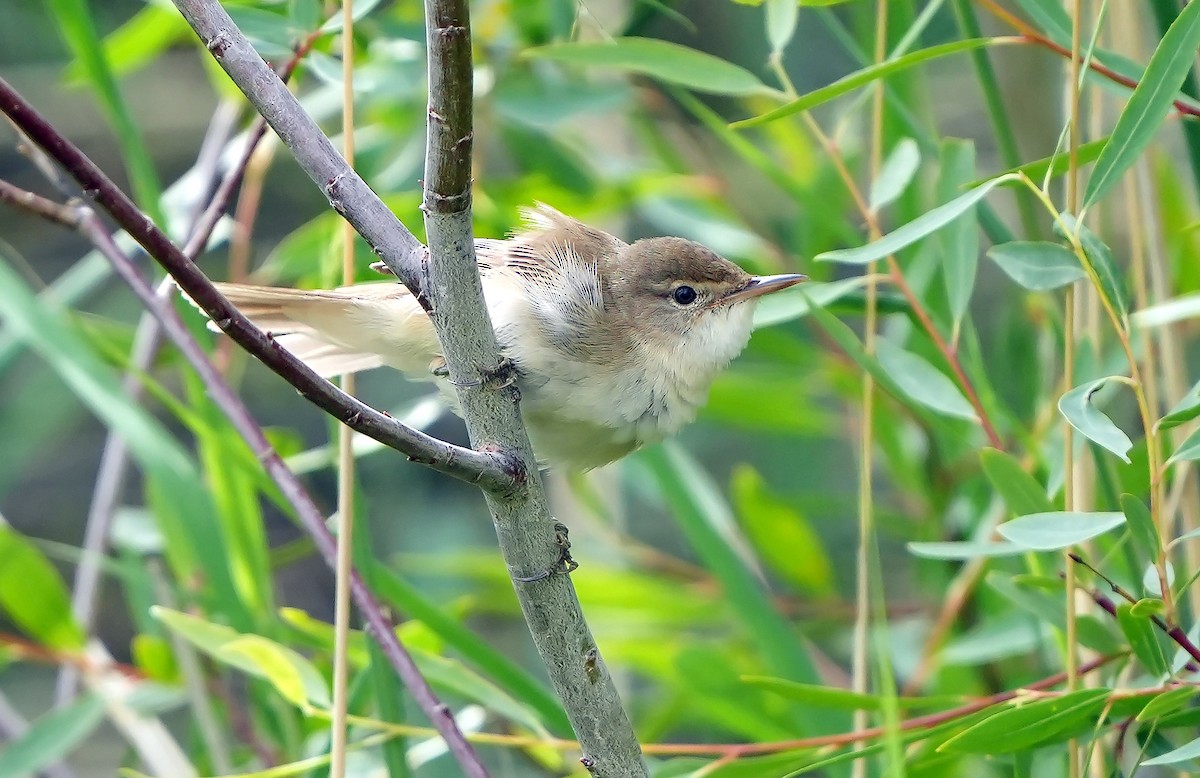 Large-billed Reed Warbler - ML469244221