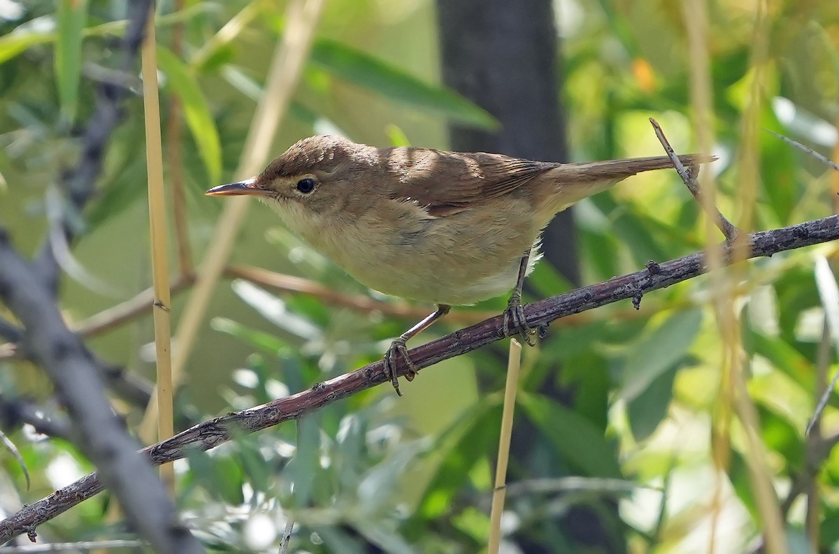 Large-billed Reed Warbler - ML469244241