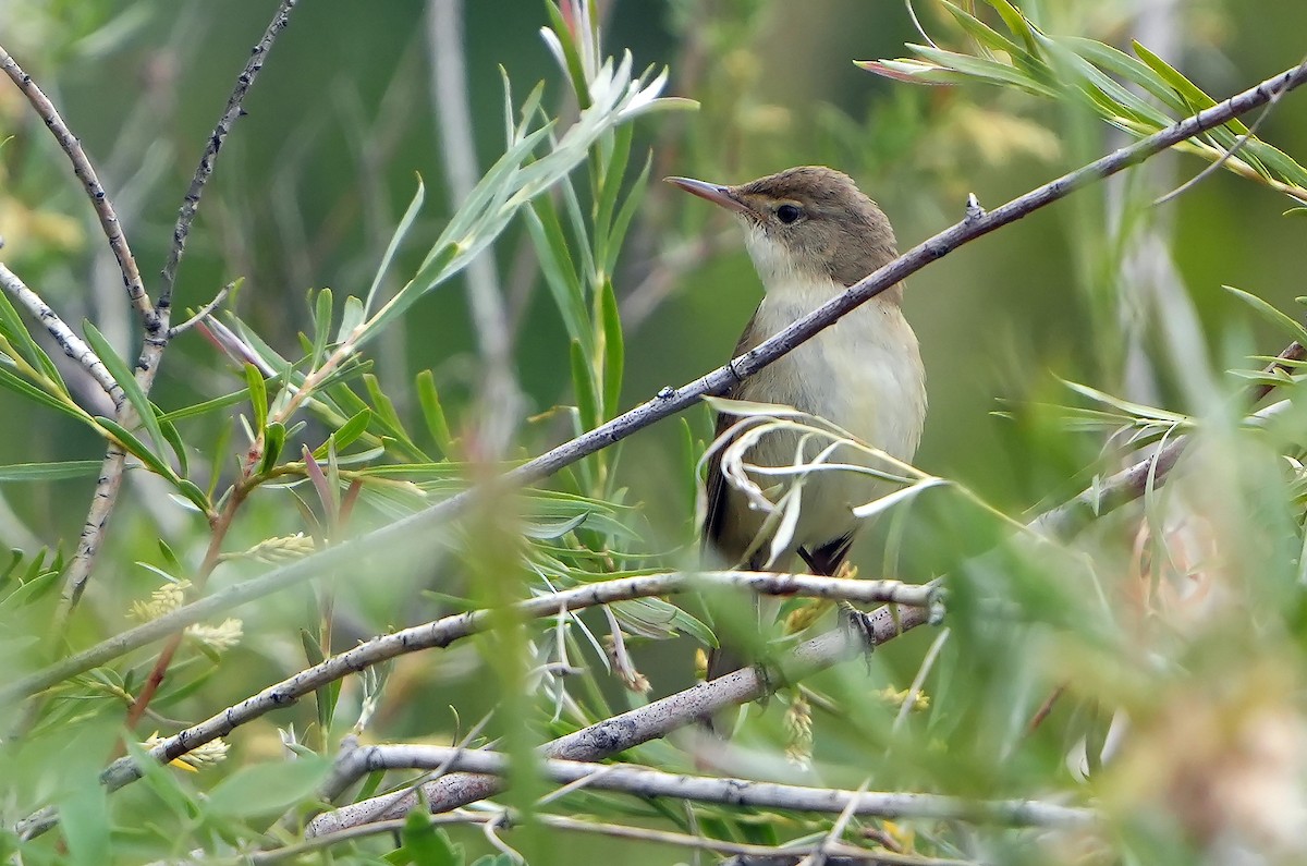 Large-billed Reed Warbler - ML469244251