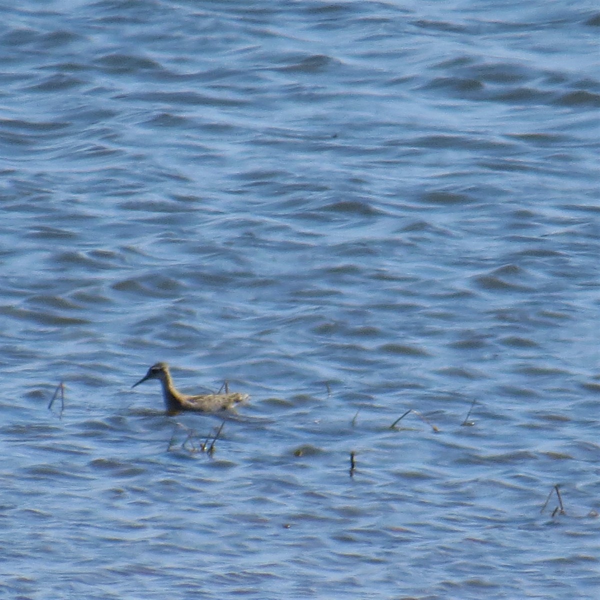 Wilson's Phalarope - ML469244791