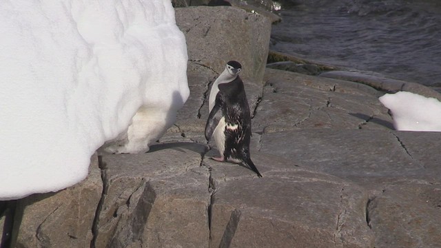 Chinstrap Penguin - ML469245131