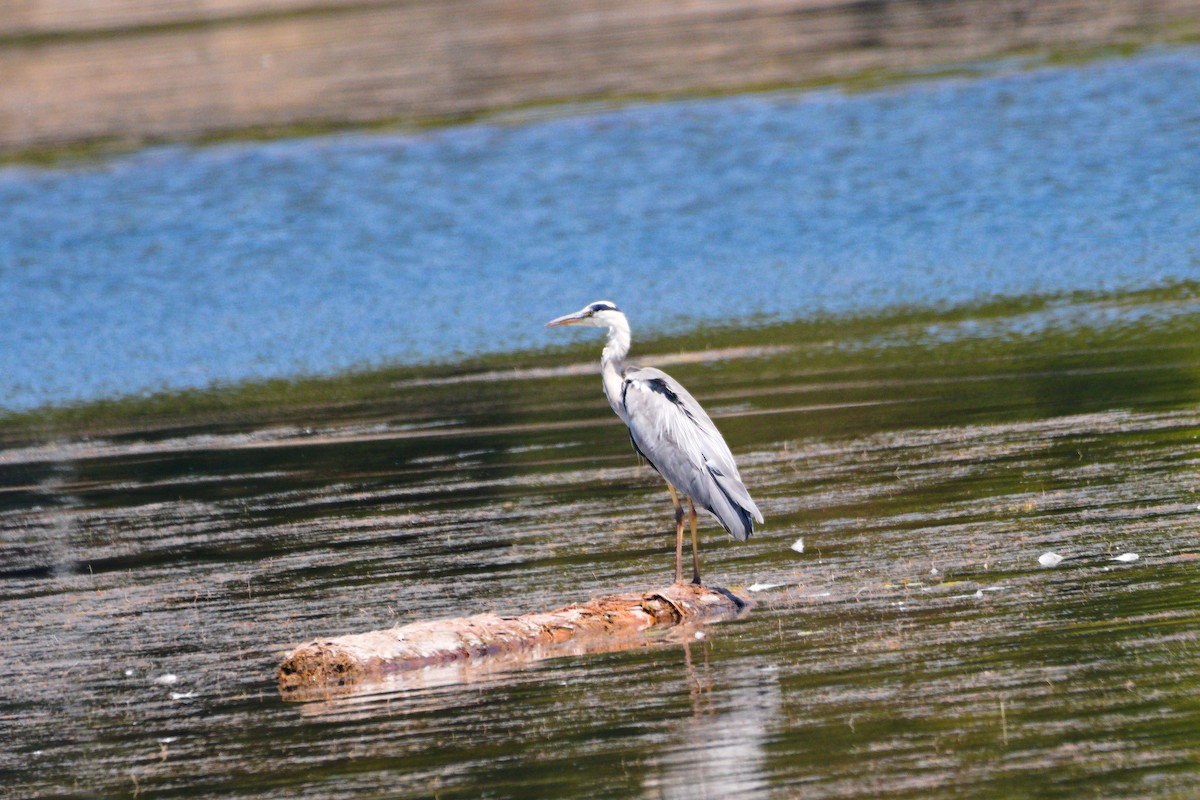 Gray Heron - ML469245411