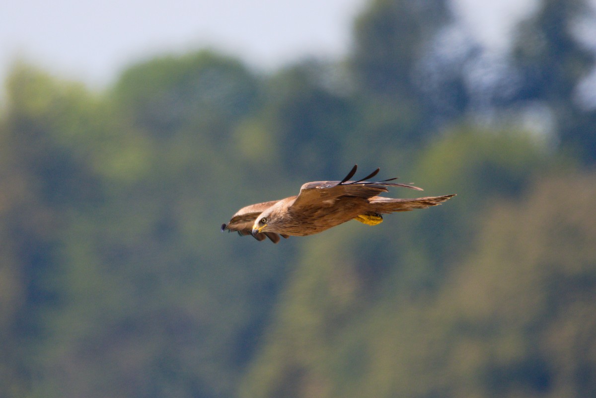 Black Kite - ML469245551