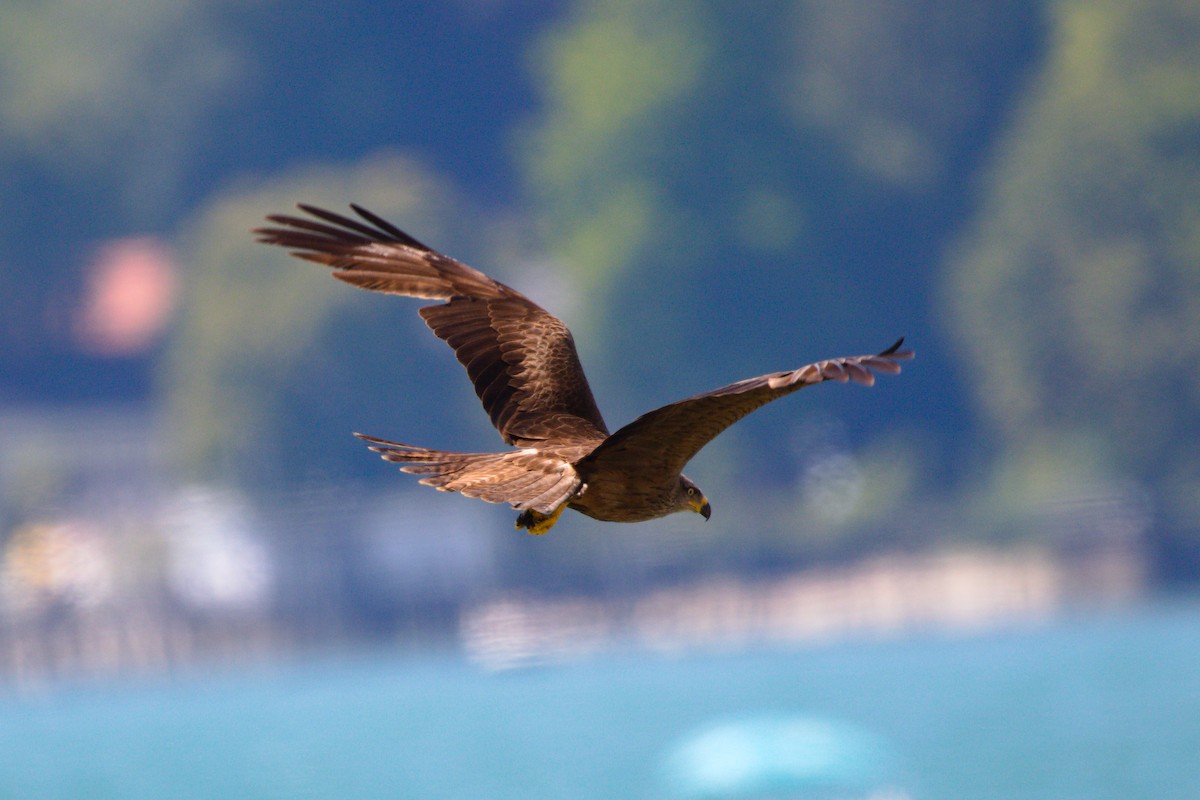Black Kite - ML469245571