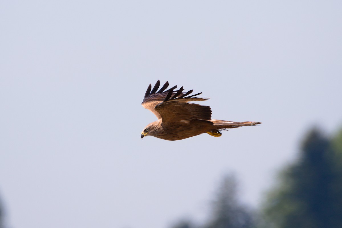 Black Kite - ML469245581