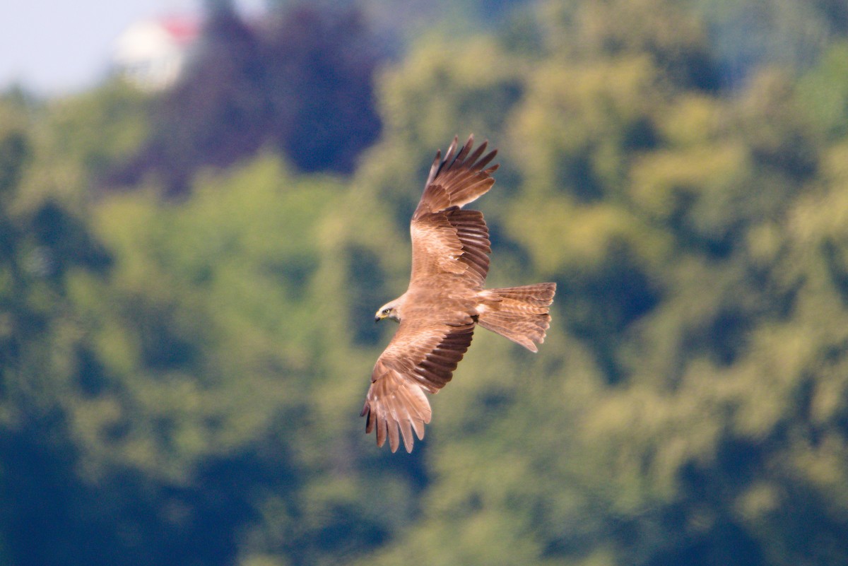 Black Kite - ML469245601