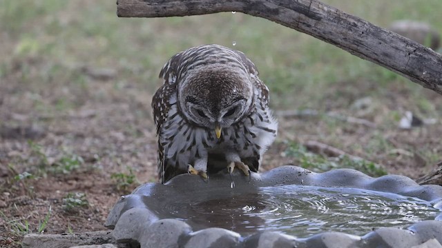 Barred Owl - ML469245721