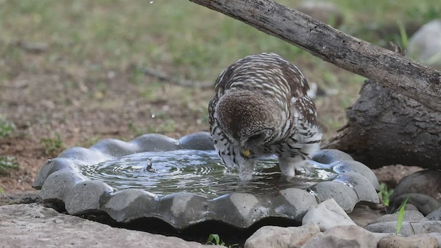 Barred Owl - ML469245741