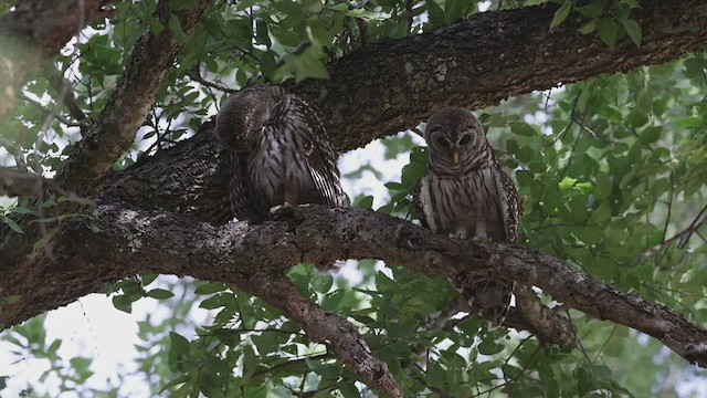 Barred Owl - ML469245791