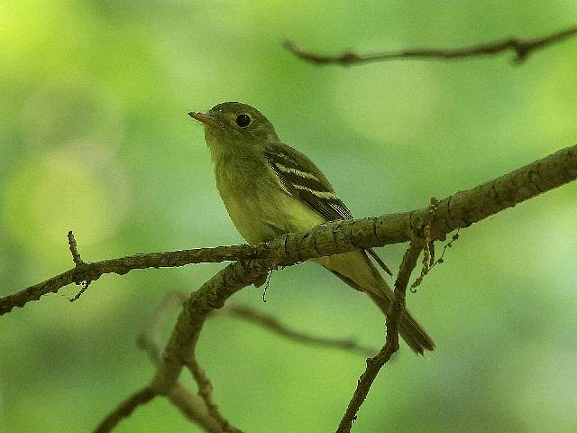 Acadian Flycatcher - ML469246891