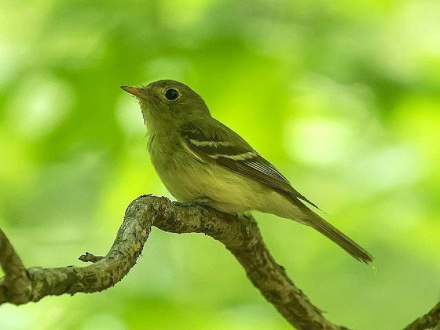 Acadian Flycatcher - ML469246901