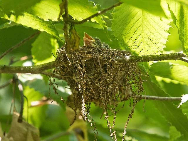 Acadian Flycatcher - ML469246921