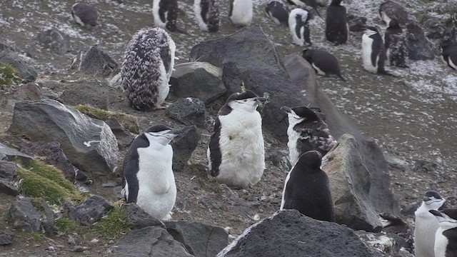 Chinstrap Penguin - ML469247701