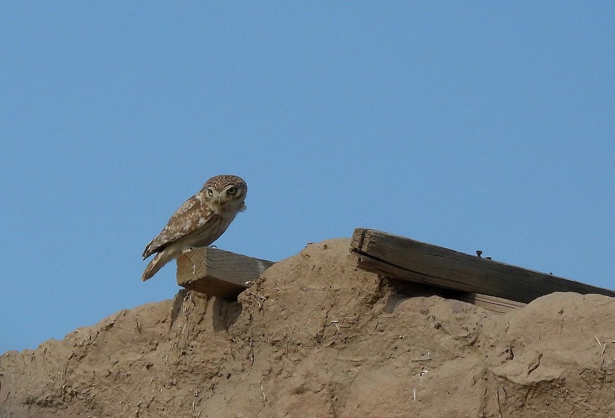 Little Owl (Hutton's) - ML469247851