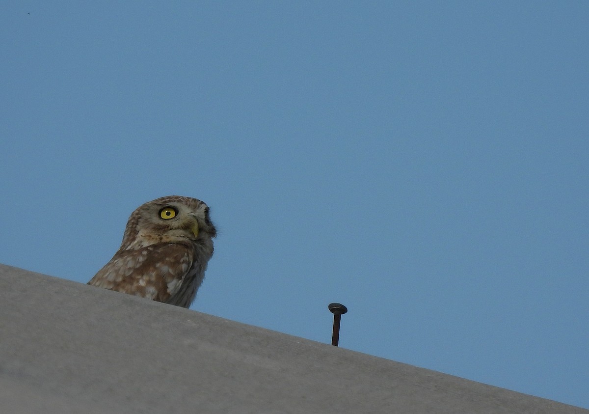 Little Owl (Hutton's) - ML469247861
